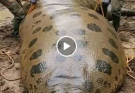 Viral they find a giant snake and when they open it, they find a woman… SEE MORE